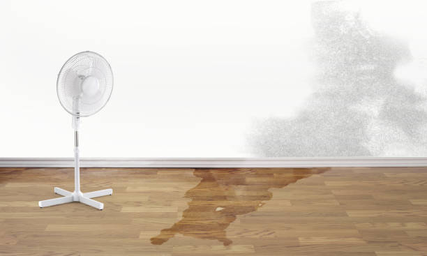 Best Local water damage restoration  in Lyons, GA